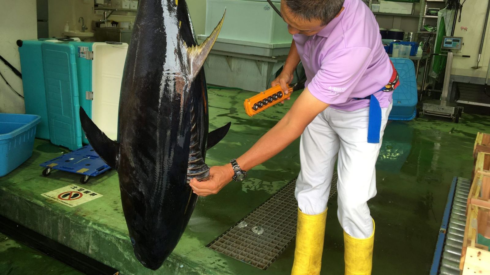 Putting Bluefin Tuna Back on the Menu - by Farming Them